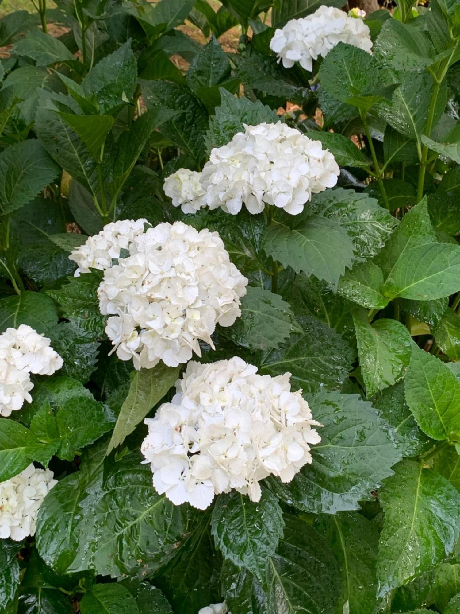 Podere Campofossato Пістоя Екстер'єр фото